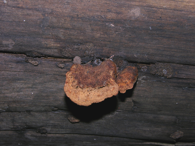 Su legno lavorato 0002. - (Gloeophyllum odoratum)